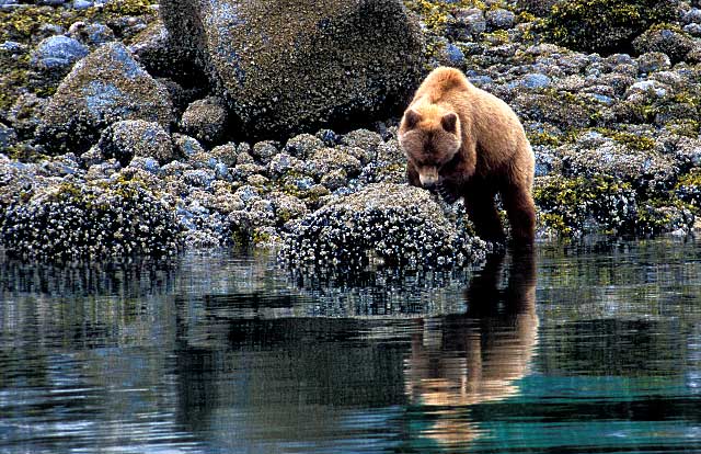 Brown Bear Buffet