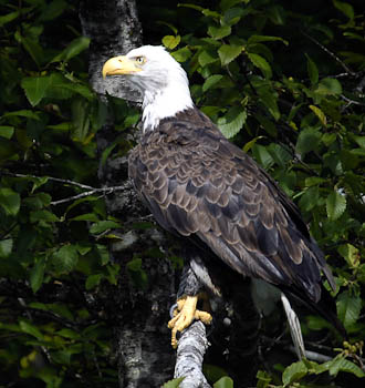 Bald Eagle