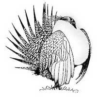 Grouse Logo