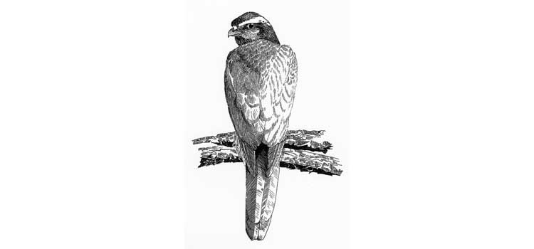 Northern Goshawk