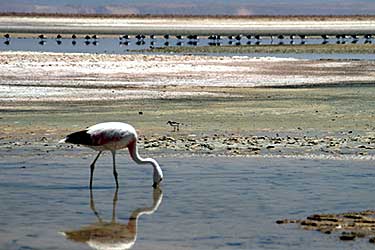 Flamingos