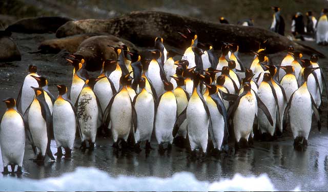 King Penguins