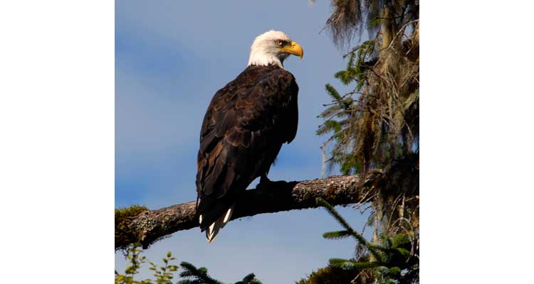 Bald Eagle