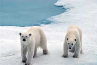 Polar Bears