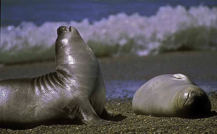 Elephant Seal Cows