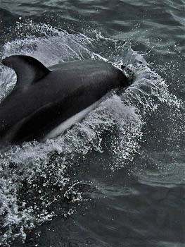 Pacific White Sided Dolphin