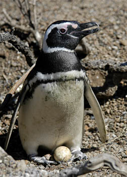 penguin