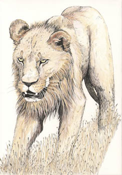 Lion