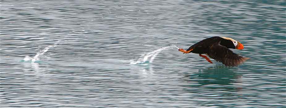 tufted puffin