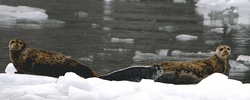 Harbor Seals on Ice