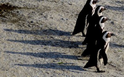 ePostcard #1 African penguins at the Boulders Penguin Colony