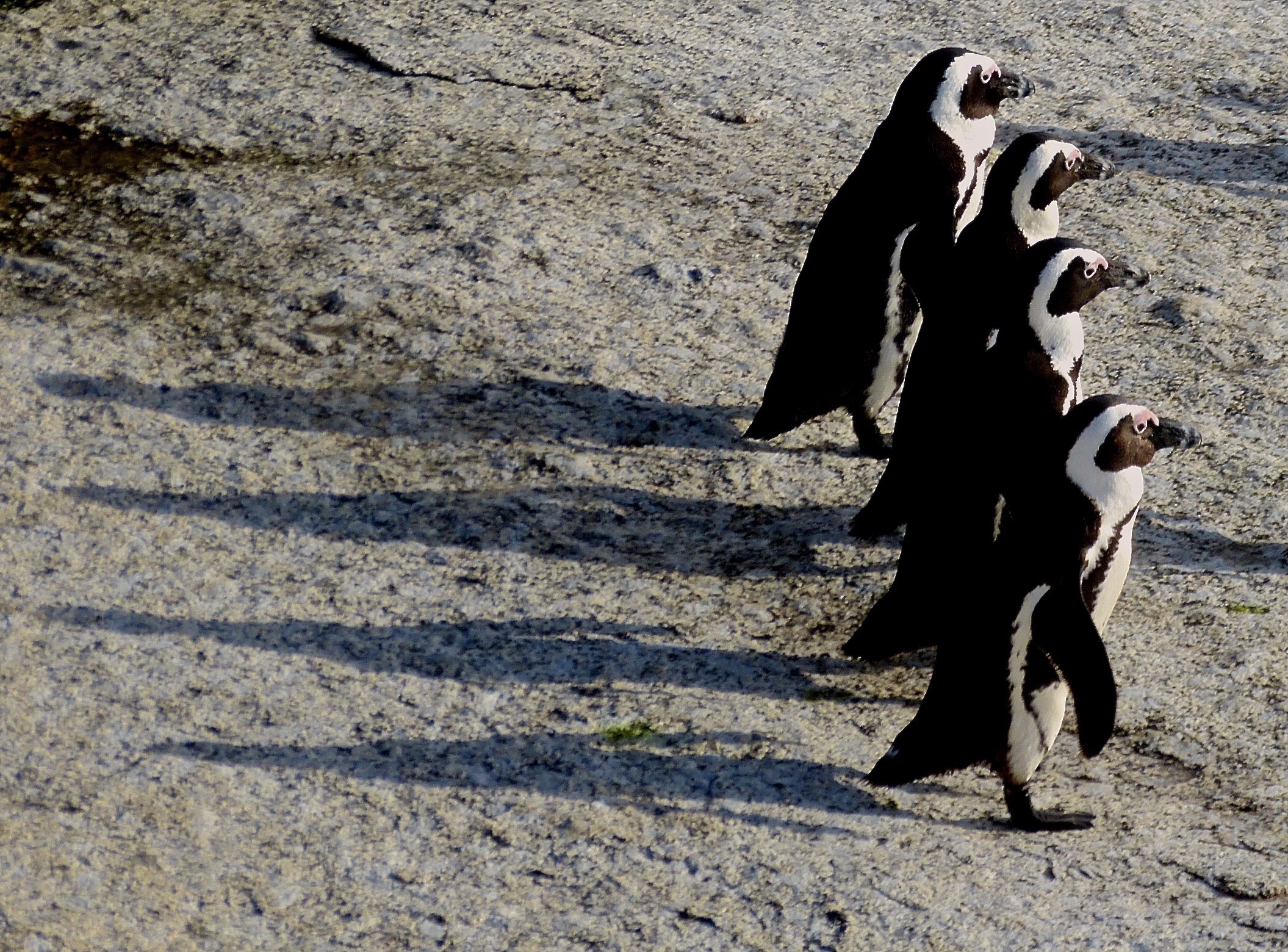 ePostcard #1 African penguins at the Boulders Penguin Colony