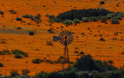 ePostcard #5 Spring in Namaqualand (South Africa)