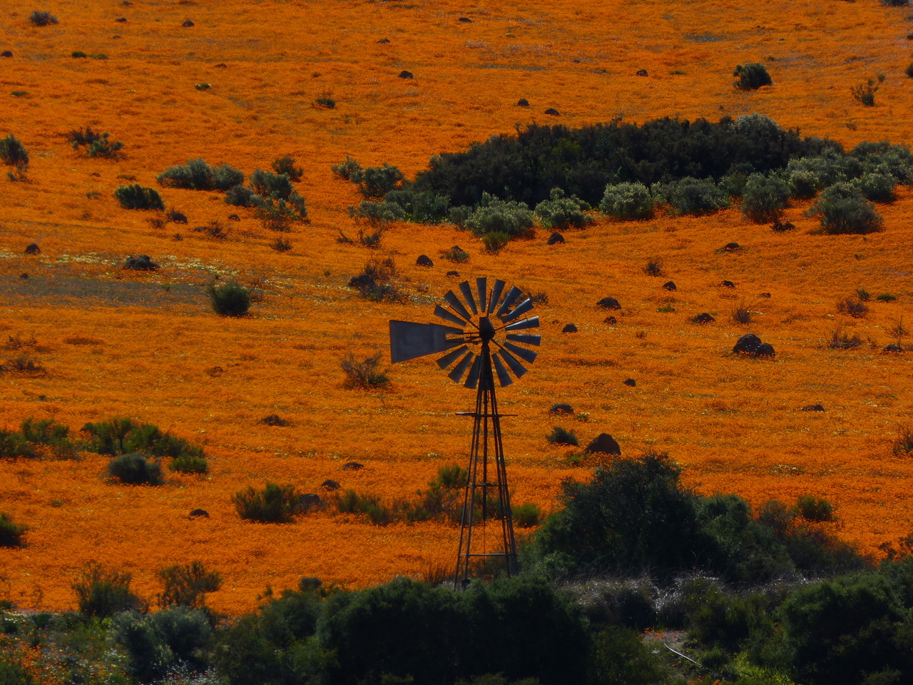 ePostcard #5 Spring in Namaqualand (South Africa)