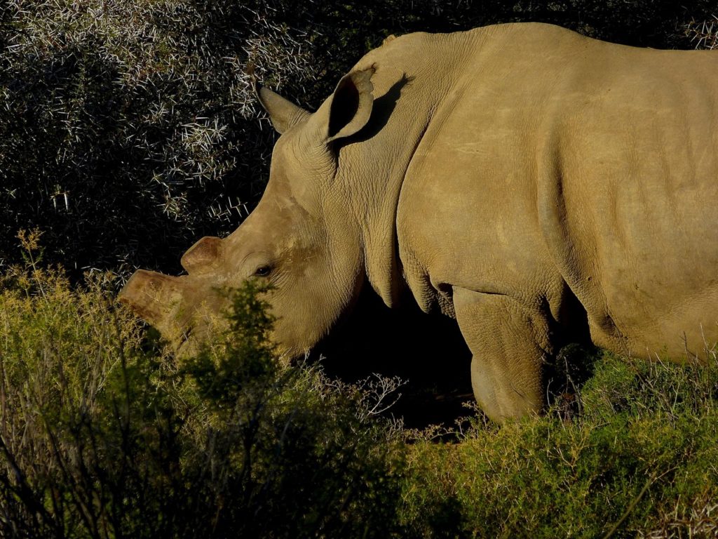 Black rhinoceros 