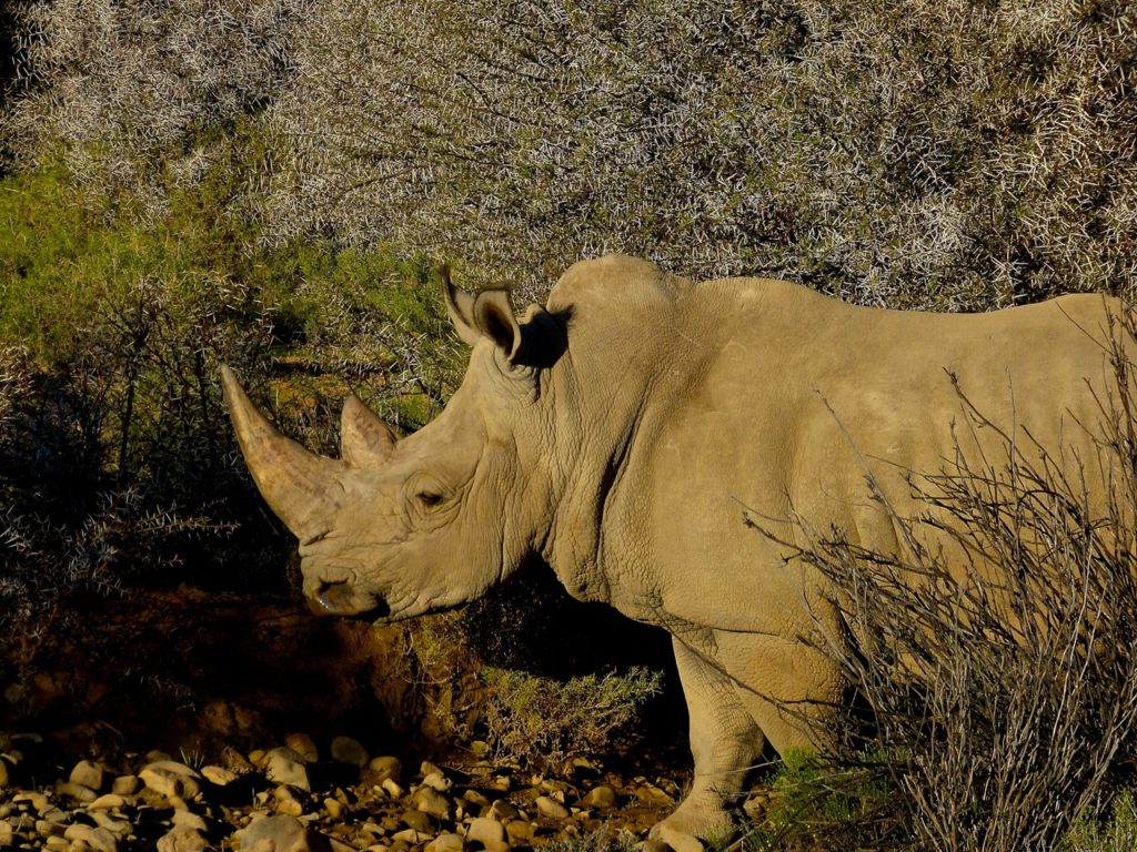 White Rhinoceros 