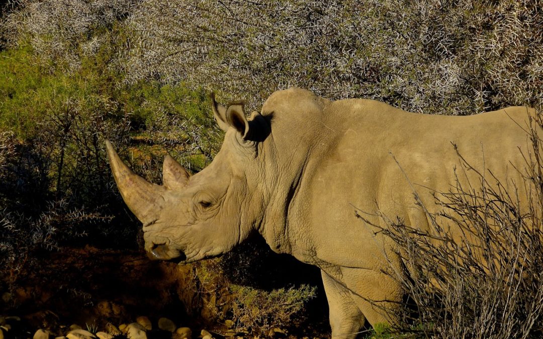 ePostcard #2 Rhinos