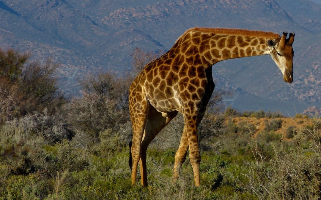 ePostcard #3: Giraffes