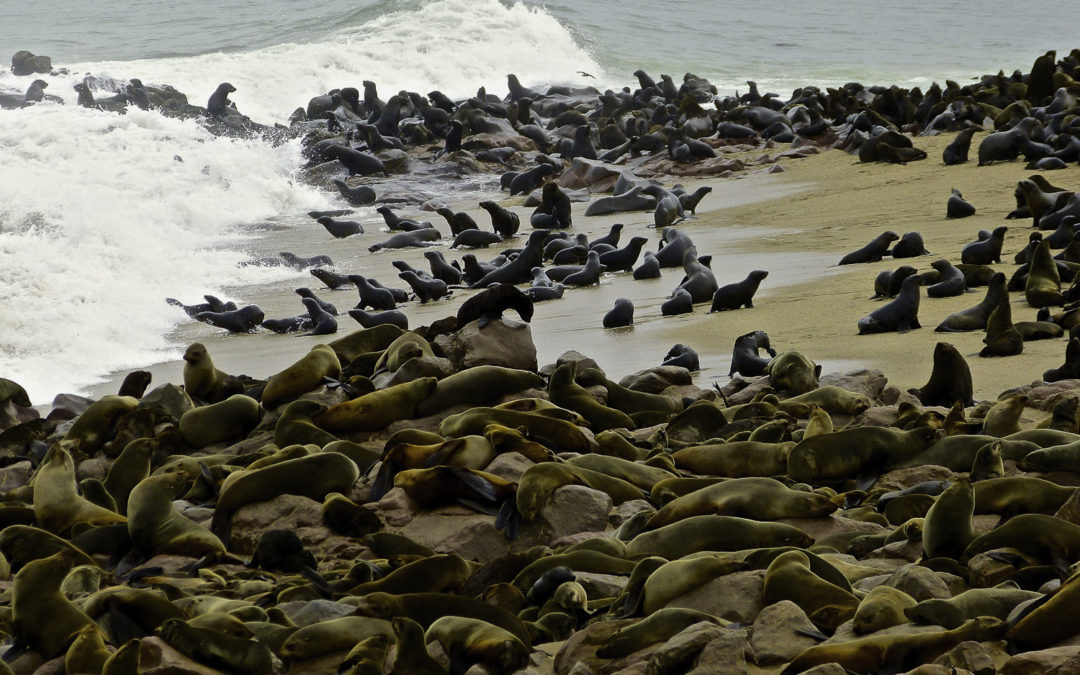 ePostcard #9: Life in an African Fur Seal Colony