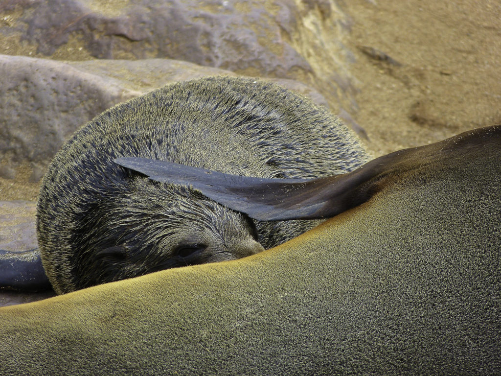 ePostcard #10: African Fur Seal Family Life (Namibia)