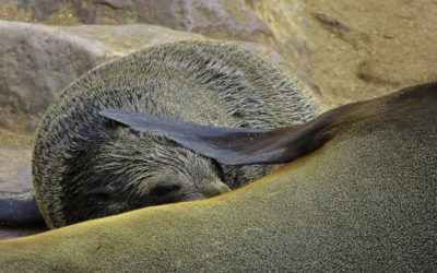 ePostcard #10: African Fur Seal Family Life (Namibia)