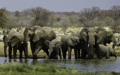 ePostcard #11: An Elephant’s Life