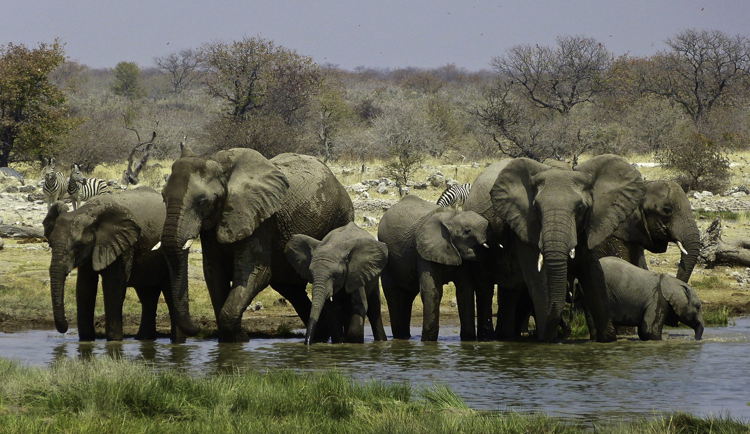 ePostcard #11: An Elephant's Life