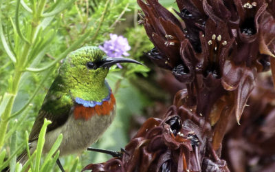 ePostcard #16: Nectar Lovers