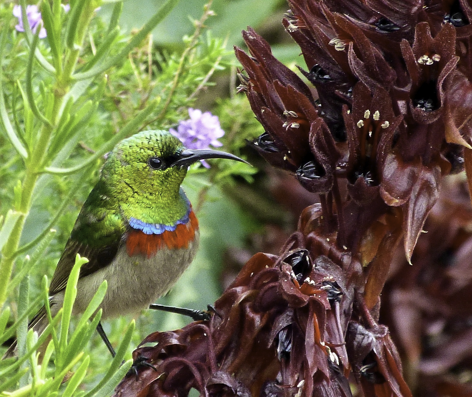 ePostcard #16: Nectar Lovers