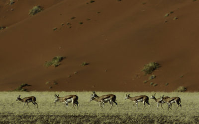 ePostcard #17: Bovidae Diversity (Namibia)