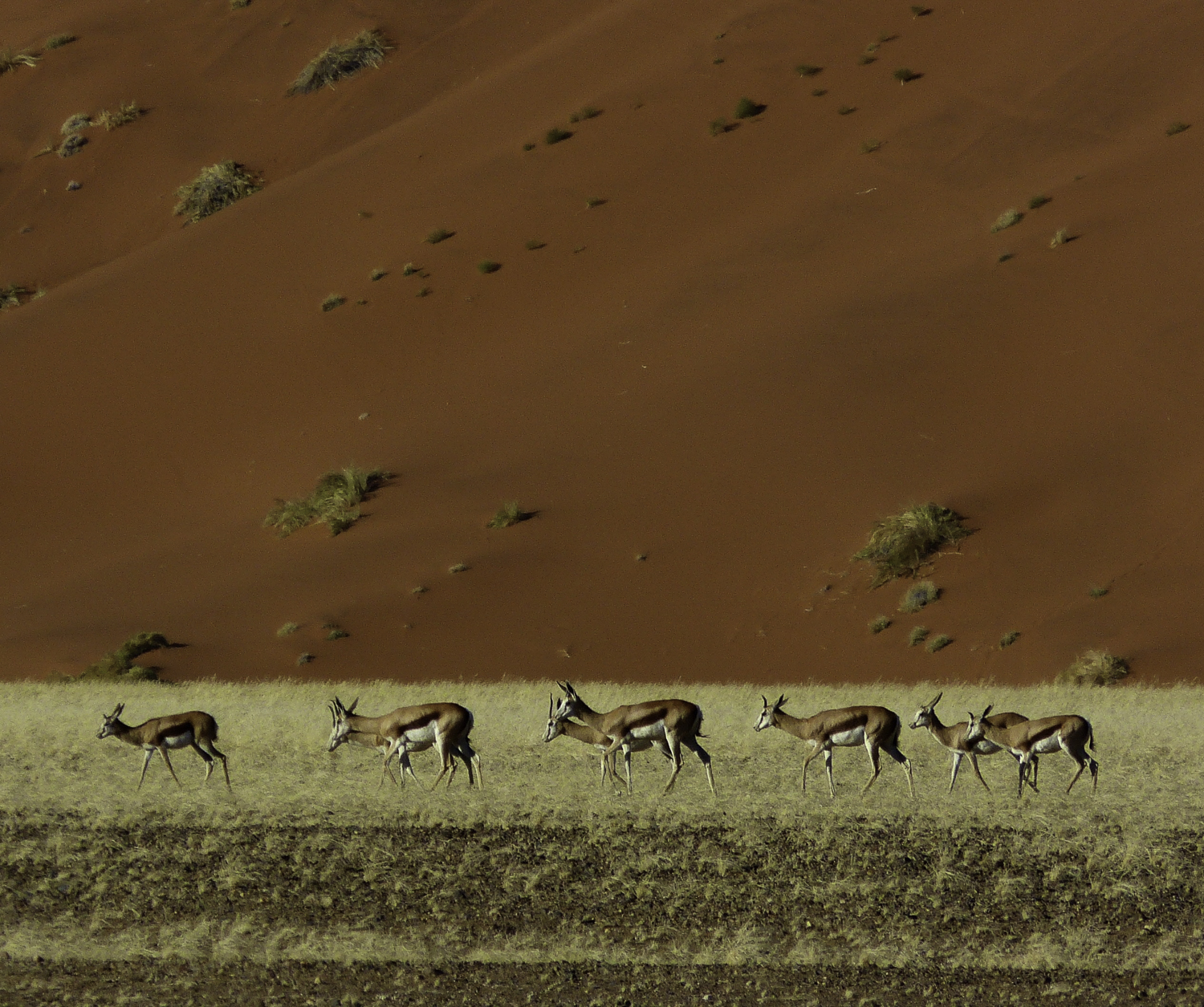 ePostcard #17: Bovidae Diversity (Namibia)
