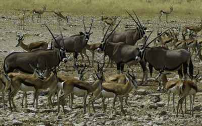 ePostcard #18: A Moment in Time (Etosha National Park, Namibia)