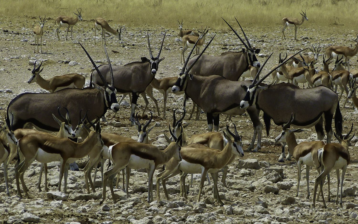 ePostcard #18: A Moment in Time (Etosha National Park, Namibia)