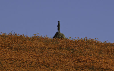 ePostcard #19: Meerkats (South Africa)