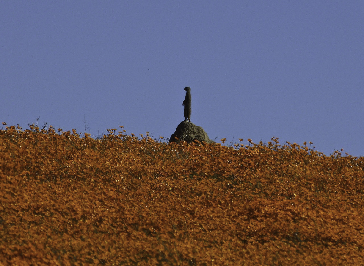 ePostcard #19: Meerkats (South Africa)
