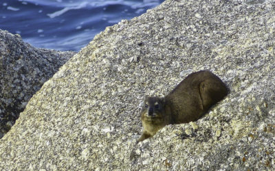 ePostcard #20: Rock Hyrax (South Africa)