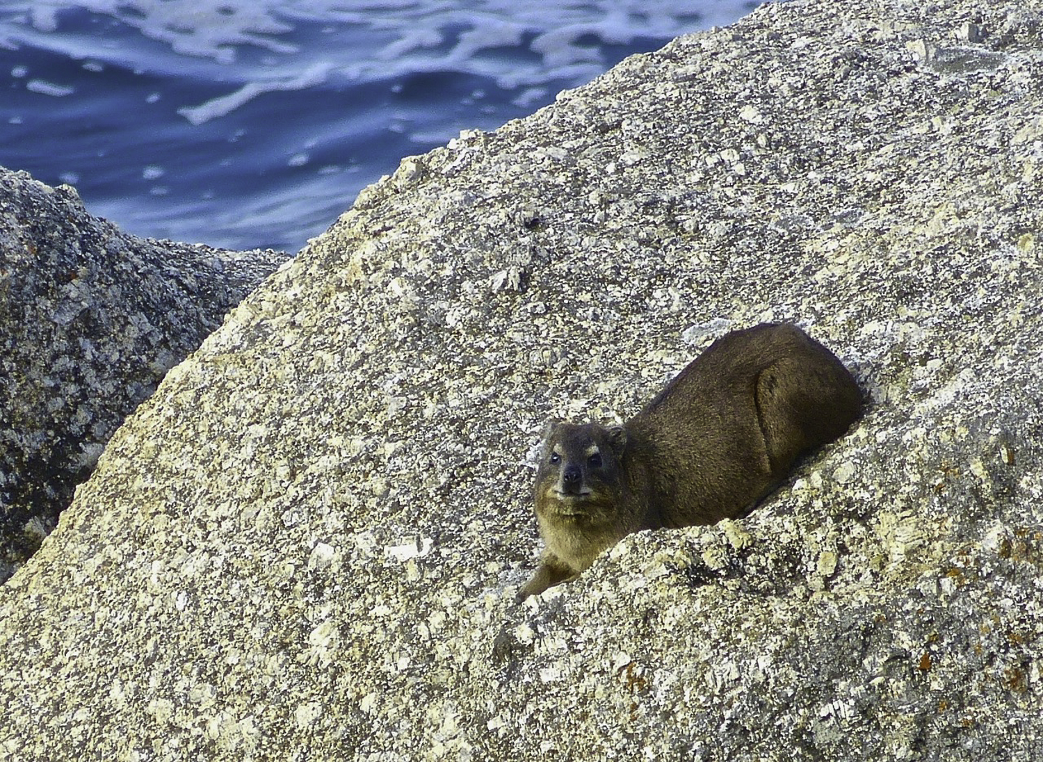 ePostcard #20: Rock Hyrax (South Africa)