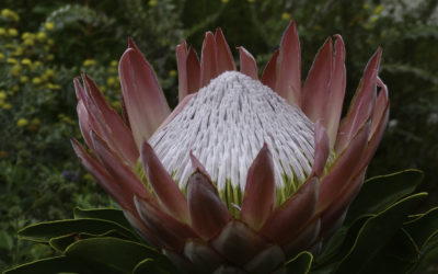ePostcard #21: Protea Splendor