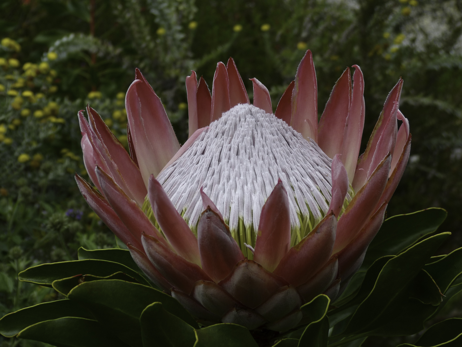 ePostcard #21: Protea Splendor