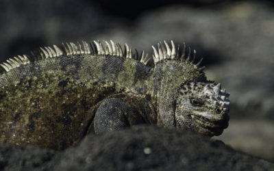 ePostcard #22: Darwin’s Islands (Galapagos)