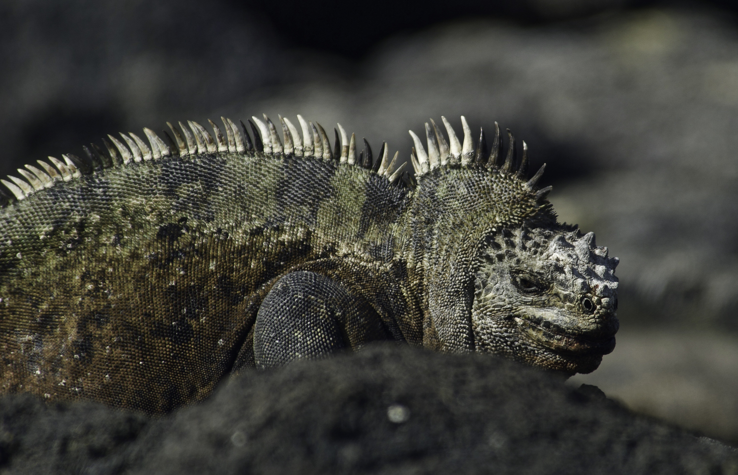 ePostcard #22: Darwin’s Islands (Galapagos)