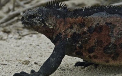 ePostcard #23: Bodacious Reds (Galapagos Islands)