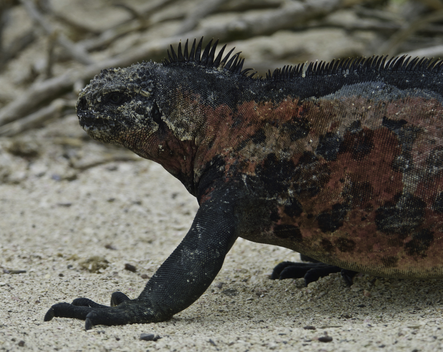 ePostcard #23: Bodacious Reds (Galapagos Islands)