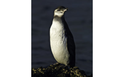 ePostcard #24: Flightlessness Works (Galápagos)