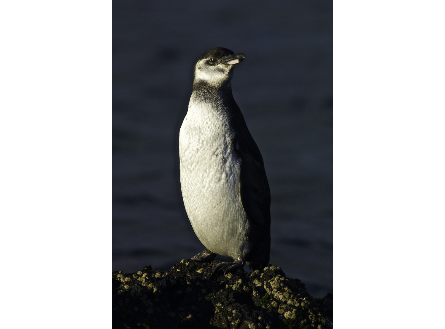 ePostcard #24: Flightlessness Works (Galápagos)