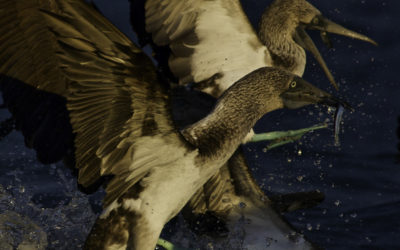 ePostcard #25: Blue-footed Boobies (Galápagos)