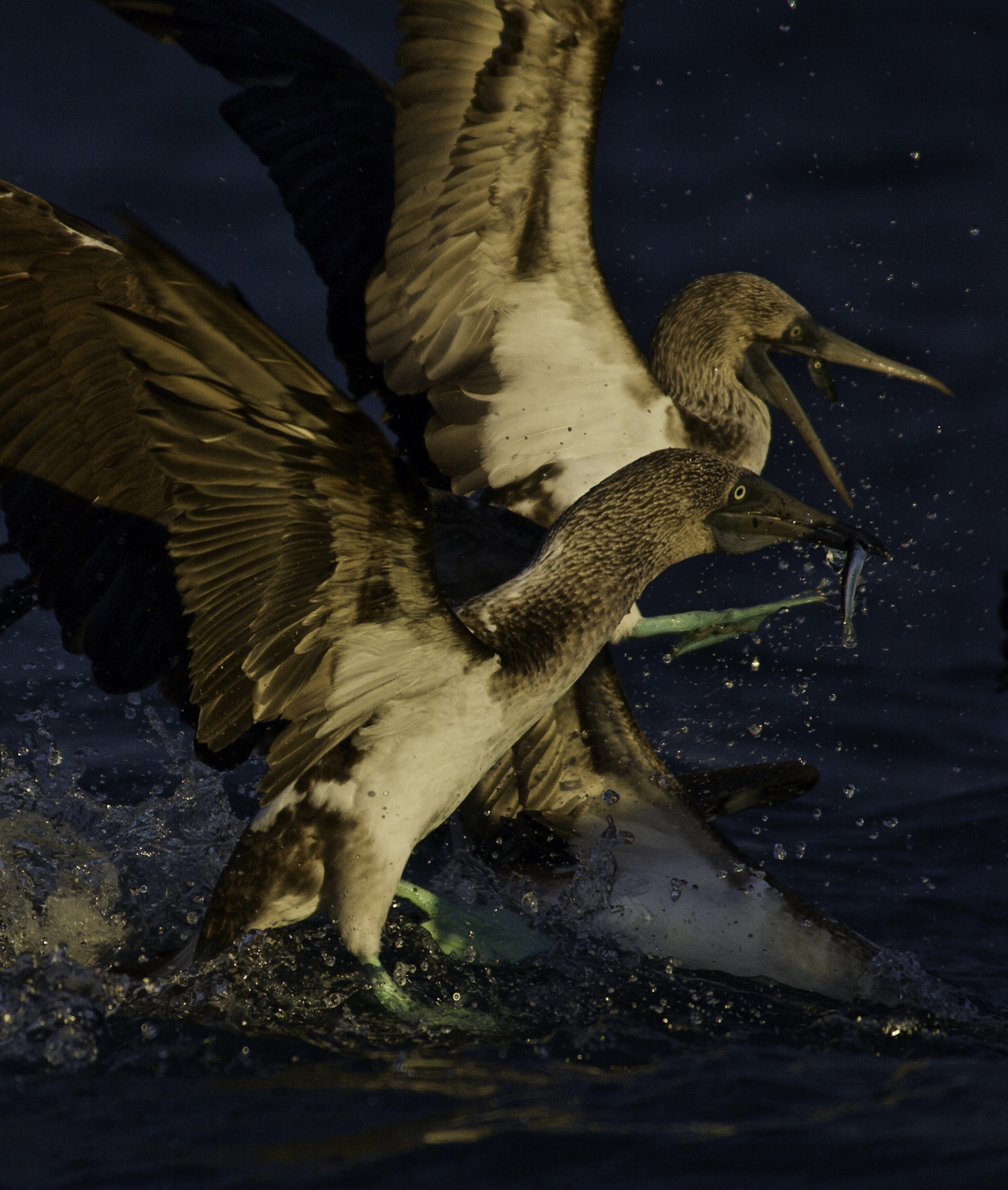 ePostcard #25: Blue-footed Boobies (Galápagos)