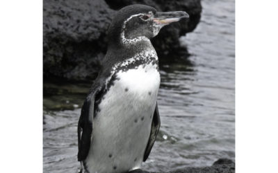 ePostcard #26: The Galápagos Penguin
