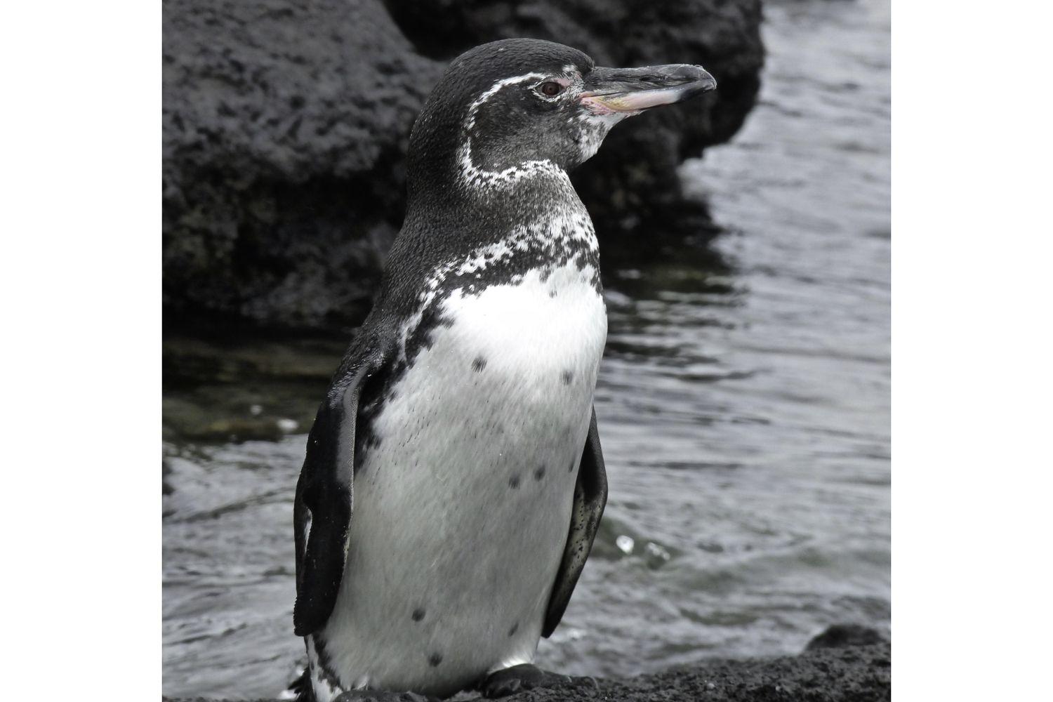 ePostcard #26: The Galápagos Penguin