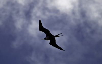 ePostcard #28 Rapa Nui Rock Art (Easter Island)